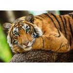Puzzle  Trefl-37397 Tiger Portrait