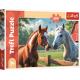 Horses in the clearing